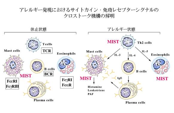 マスト 細胞 と は