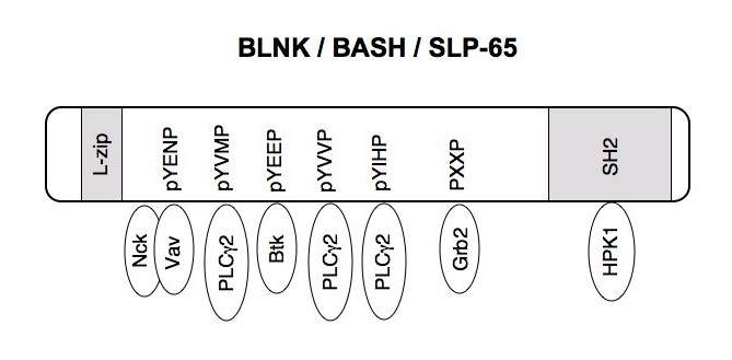 Bcell development