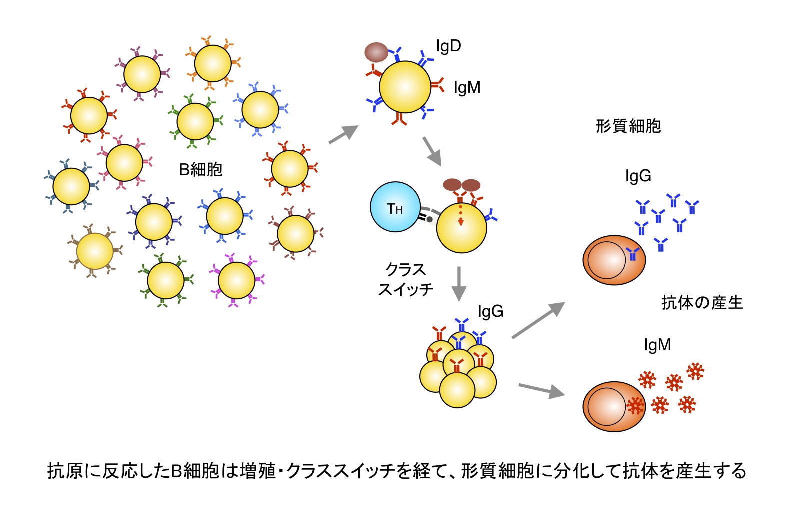 B cell response