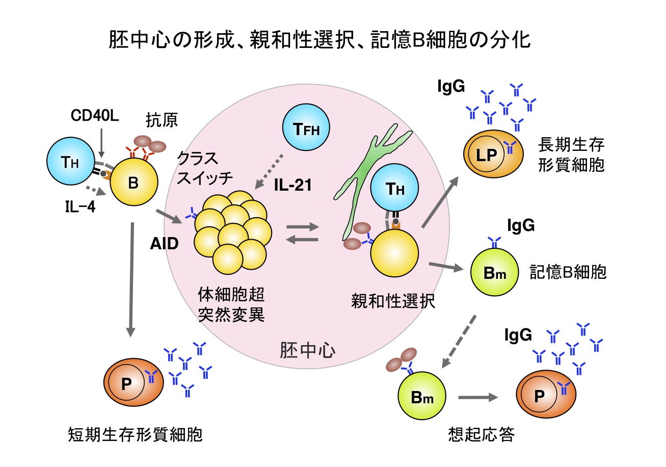 1 Igb培養系を用いた胚中心b細胞および記憶b細胞の研究