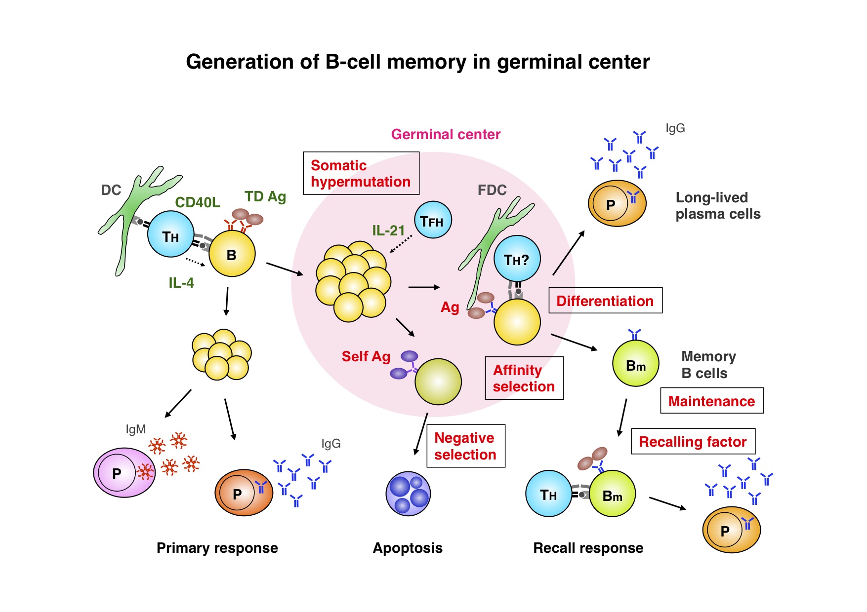 B memory