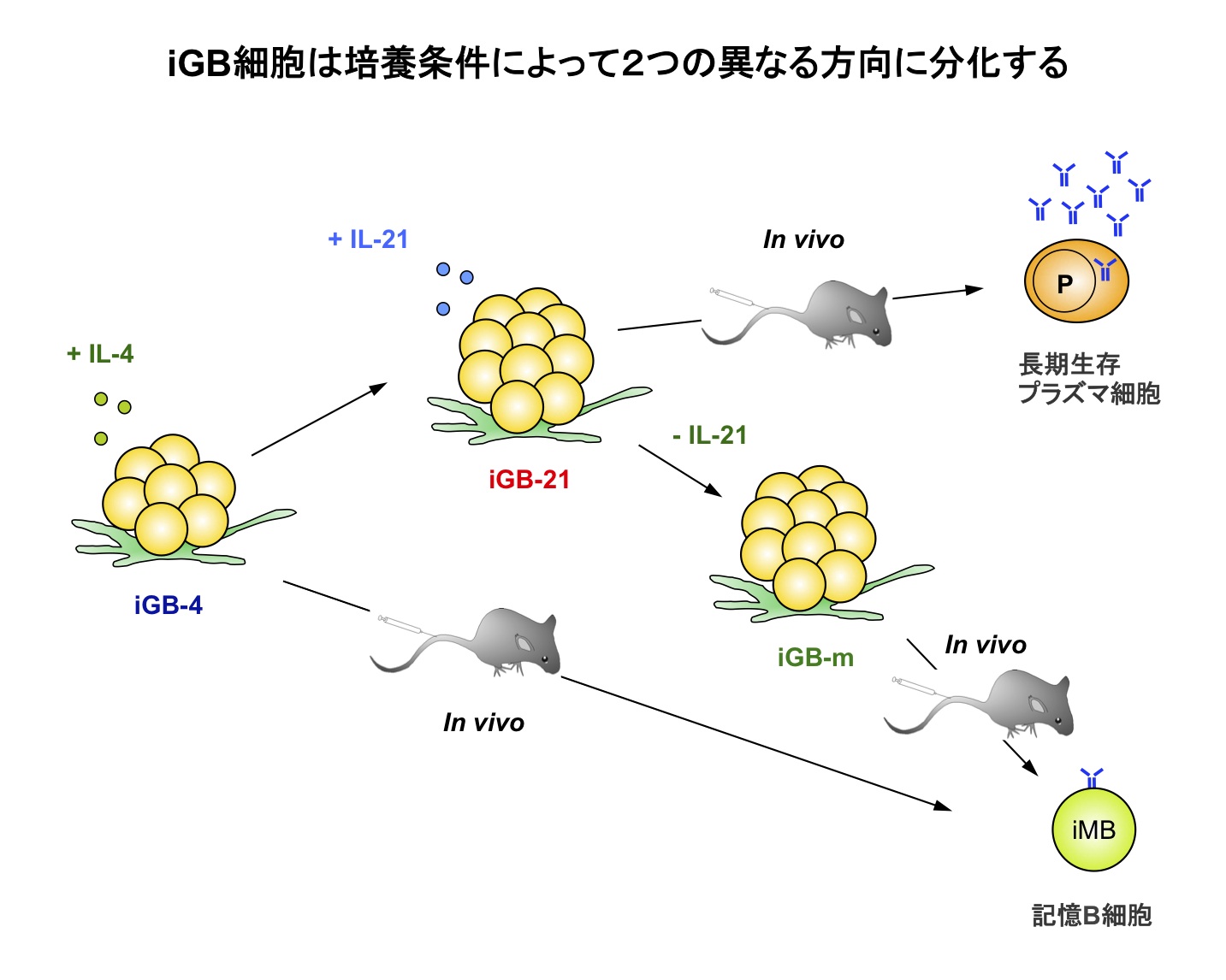 iGB cell culture system