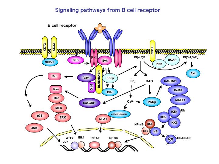 signal pathways