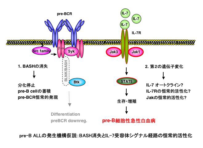 pre-BCR