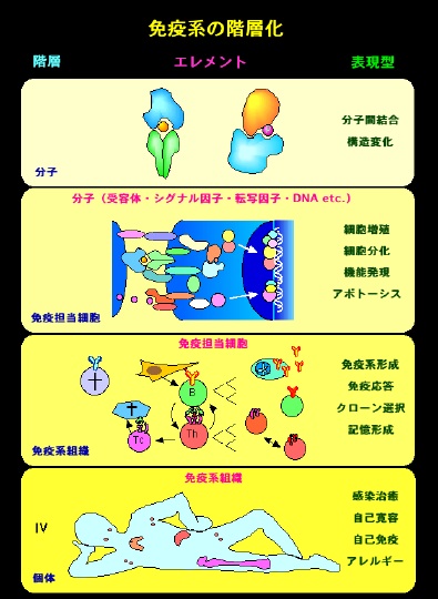 Ɖun̊Kw
